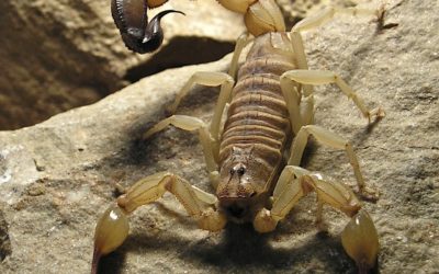 Androctonus australis, escorpión de cola gruesa
