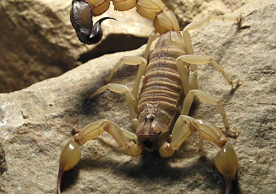 Androctonus australis, escorpión de cola gruesa