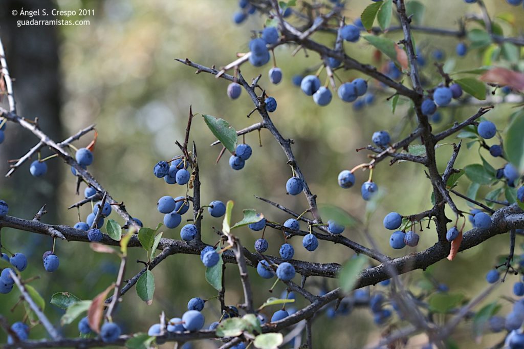 Aspecto otoñal de una rama de Prunus spinosa con frutos