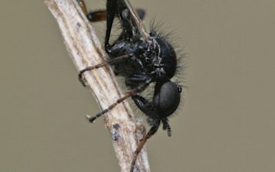 Bibio sp., mosca de San Marcos