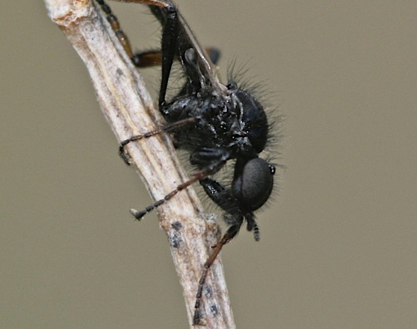 Bibio sp., mosca de San Marcos