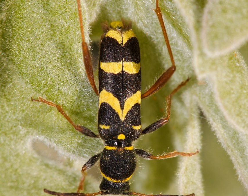 Clytus arietis, escarabajo avispa