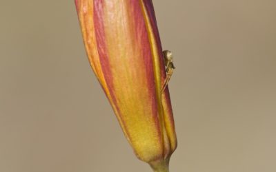 Tulipa sylvestris, tulipán silvestre