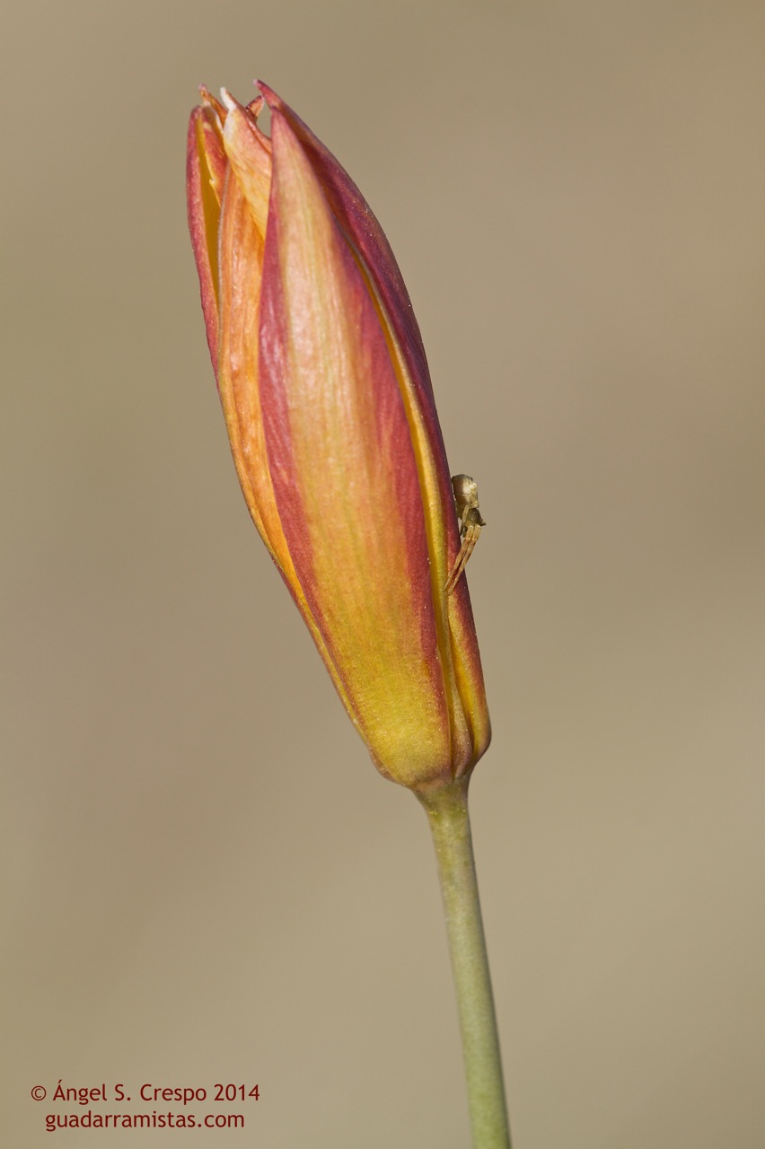 Detalle de la flor de Tulipa sylvestris subsp. australis