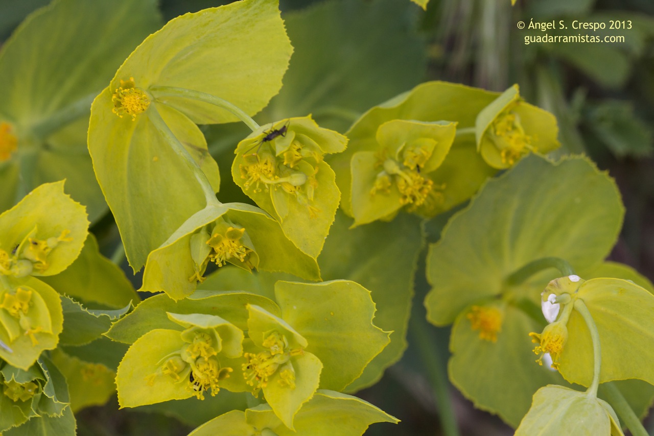 Euphorbia serrata, lechetrezna