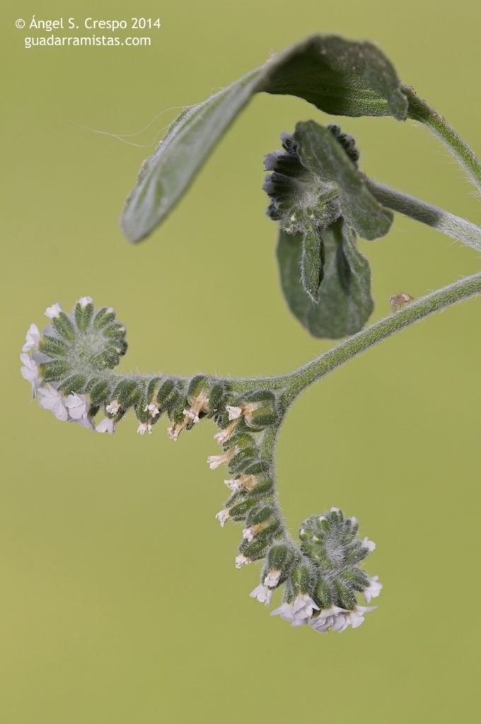 Heliotropium europaeum, detalle de la floración