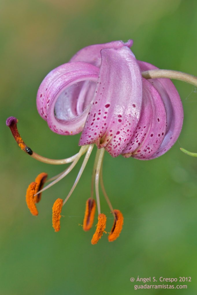 Lilium martagon, flor