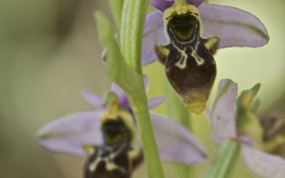 Ophrys scolopax. Orquídea becada, abejera becada