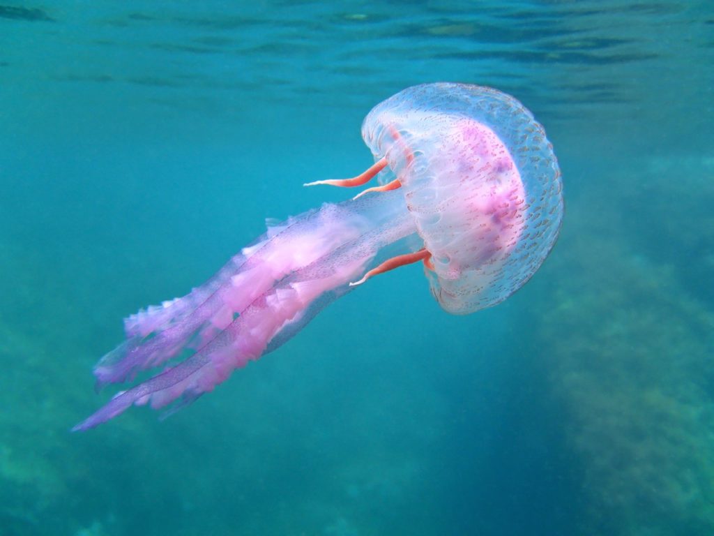 Pelagia noctiluca, medusa rosa. Vilainecrevette/Shutterstock