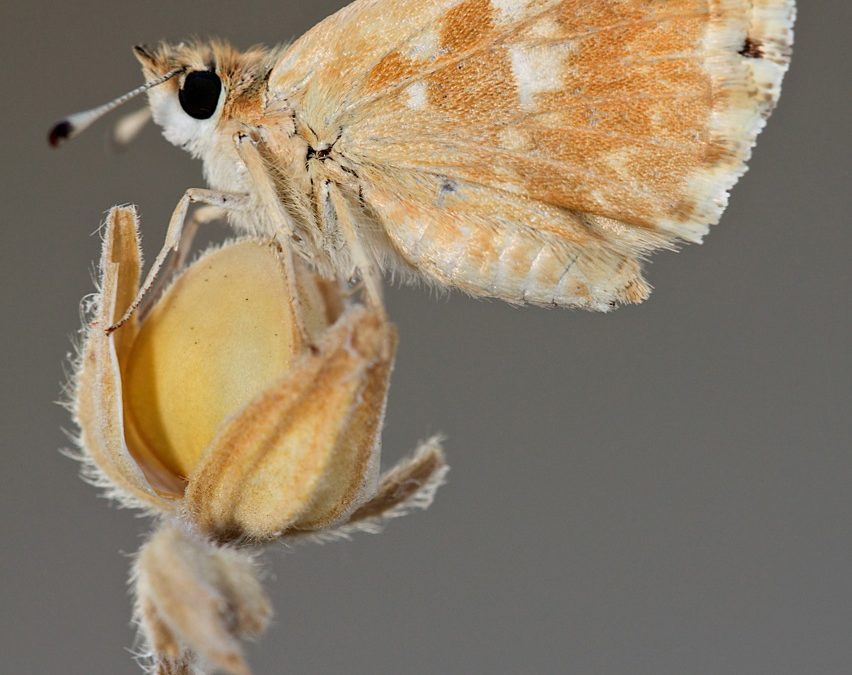Syrichtus proto, mariposa polvillo dorado