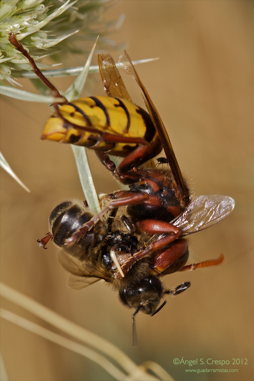 Vespa crabro capturando una abeja