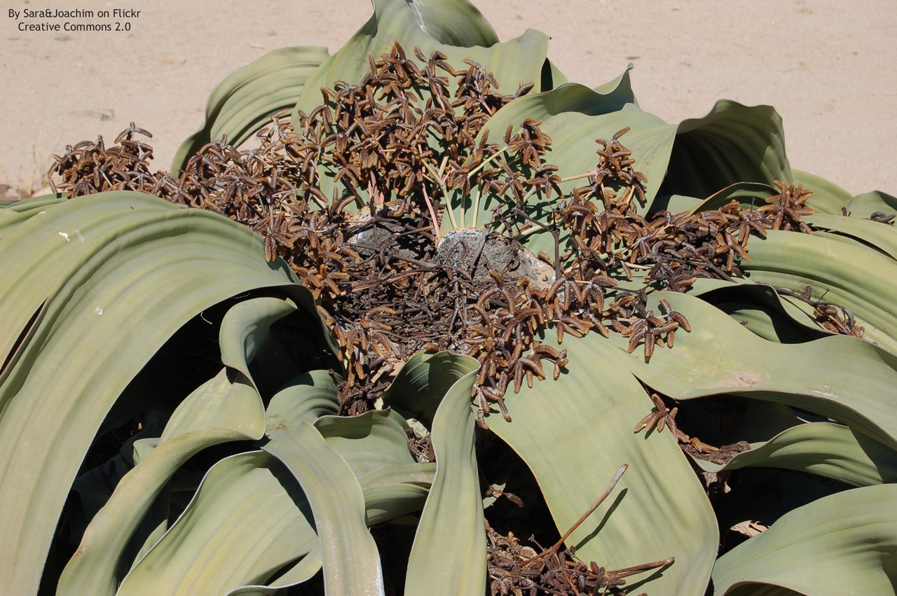 Welwitschia mirabilis, detalle