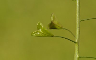 Capsella bursa-pastoris, zurrón de pastor