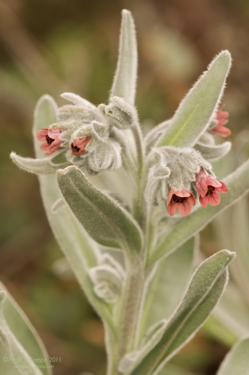 C. cheirifolium (Viniebla).