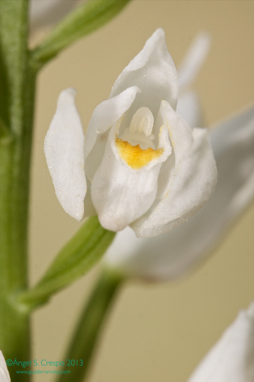 C. longifolia. Detalle de una flor.