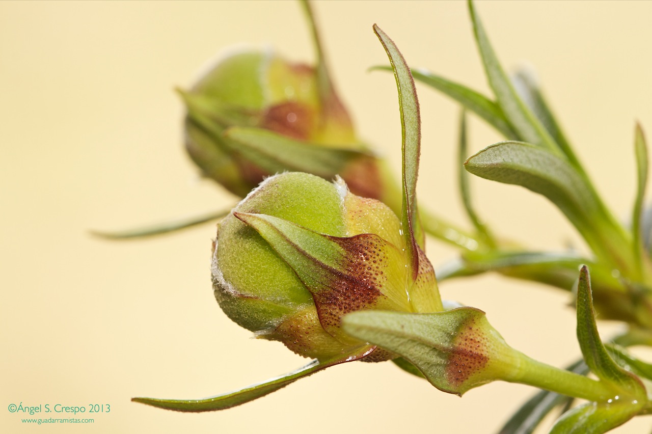 Capullos florales de Cistus ladanifer. Se aprecia el brillo del ládano