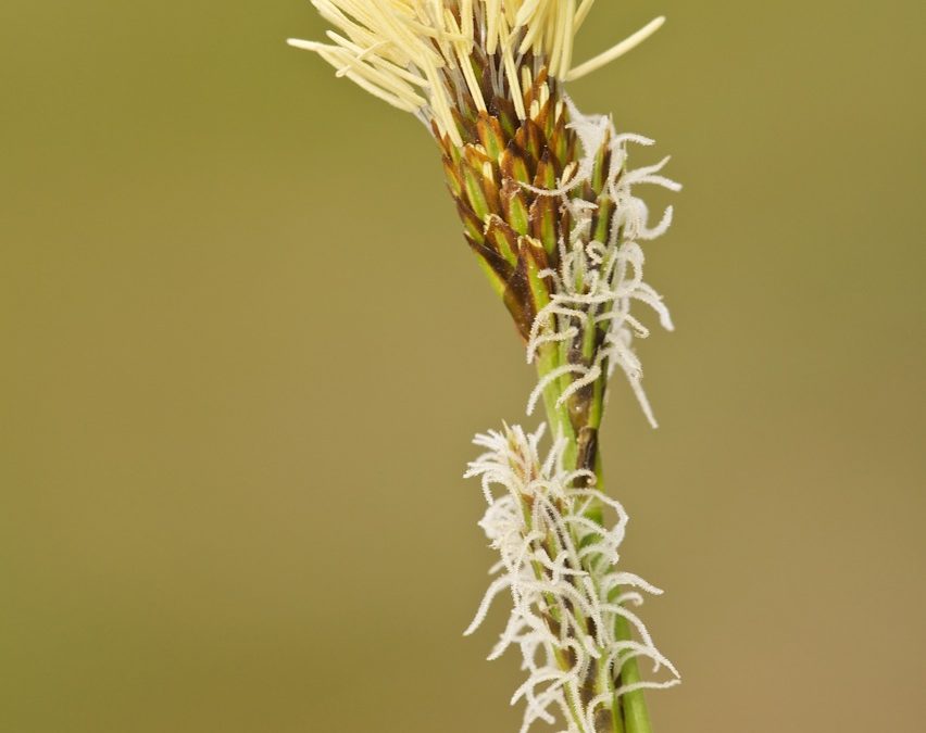 Carex halleriana (Lastoncillo)