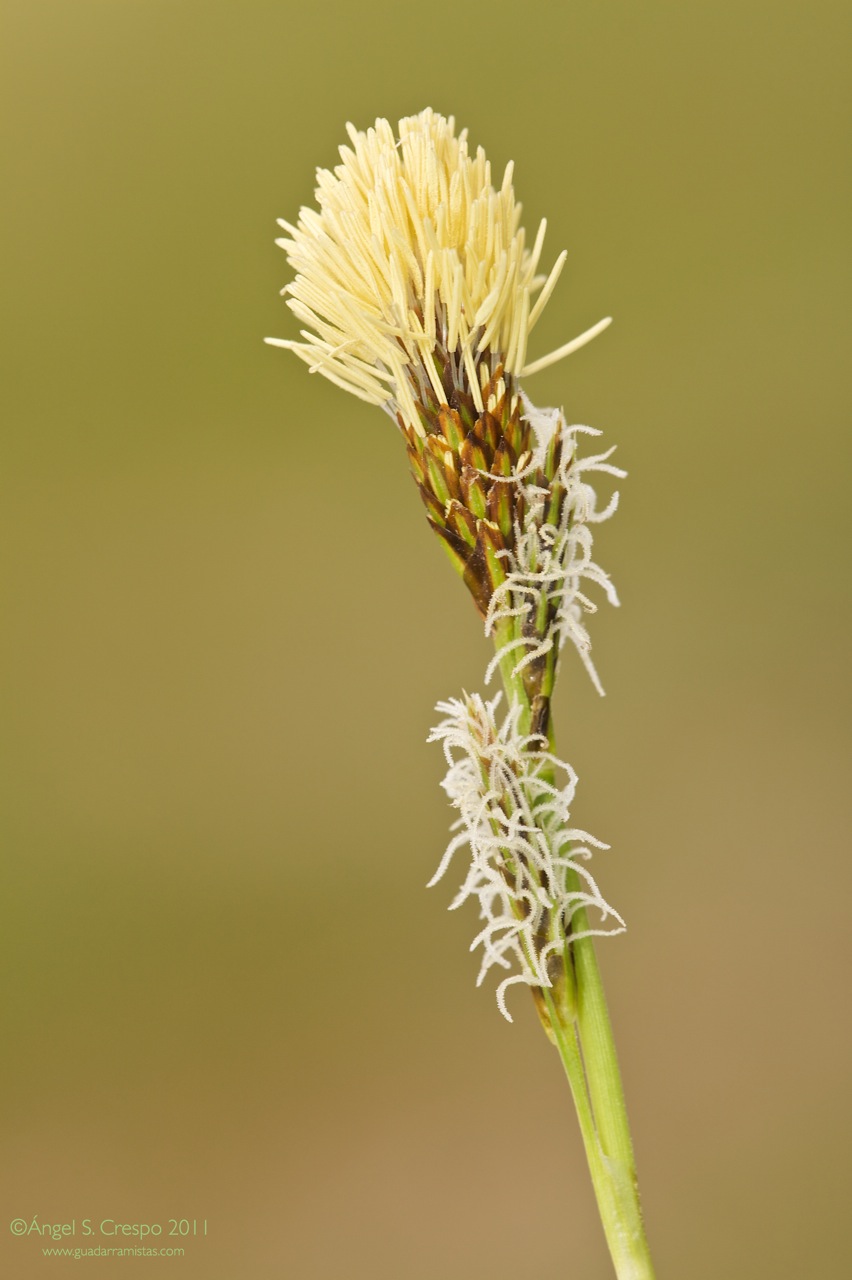 Carex halleriana.