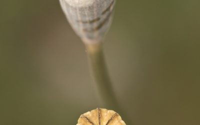 Papaver sp (Amapola)