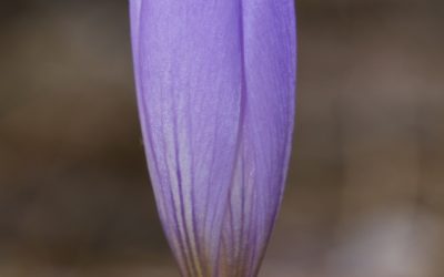 Crocus serotinus (Azafrán tardío, Azafrán de otoño)