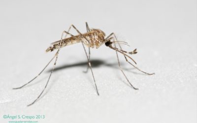 Culiseta longiareolata, mosquito