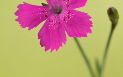 Dianthus armeria. Clavelillo silvestre