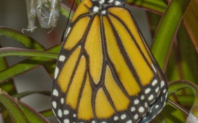 Aumenta el número de mariposas monarca que llegan a Méjico