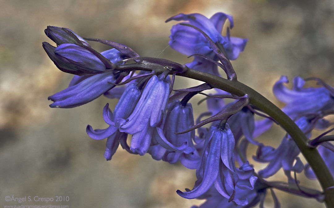 Hyacinthoides hispanica (Escila española, Jacinto silvestre)