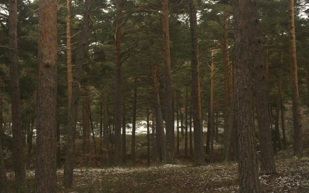 España aumenta un 15% su superficie forestal en las últimas décadas