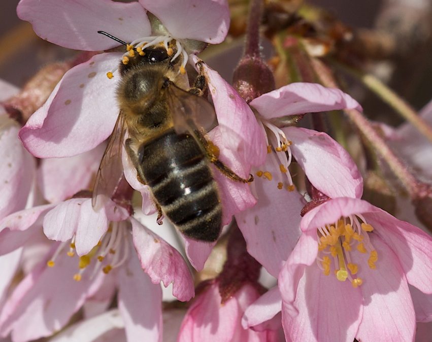 Los pesticidas, probable causa de la muerte de las abejas