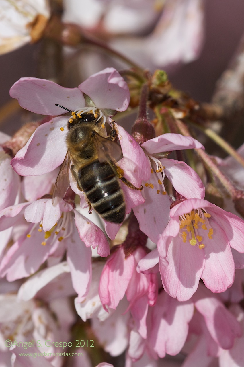 Una abeja inmersa en su labor de polinización.