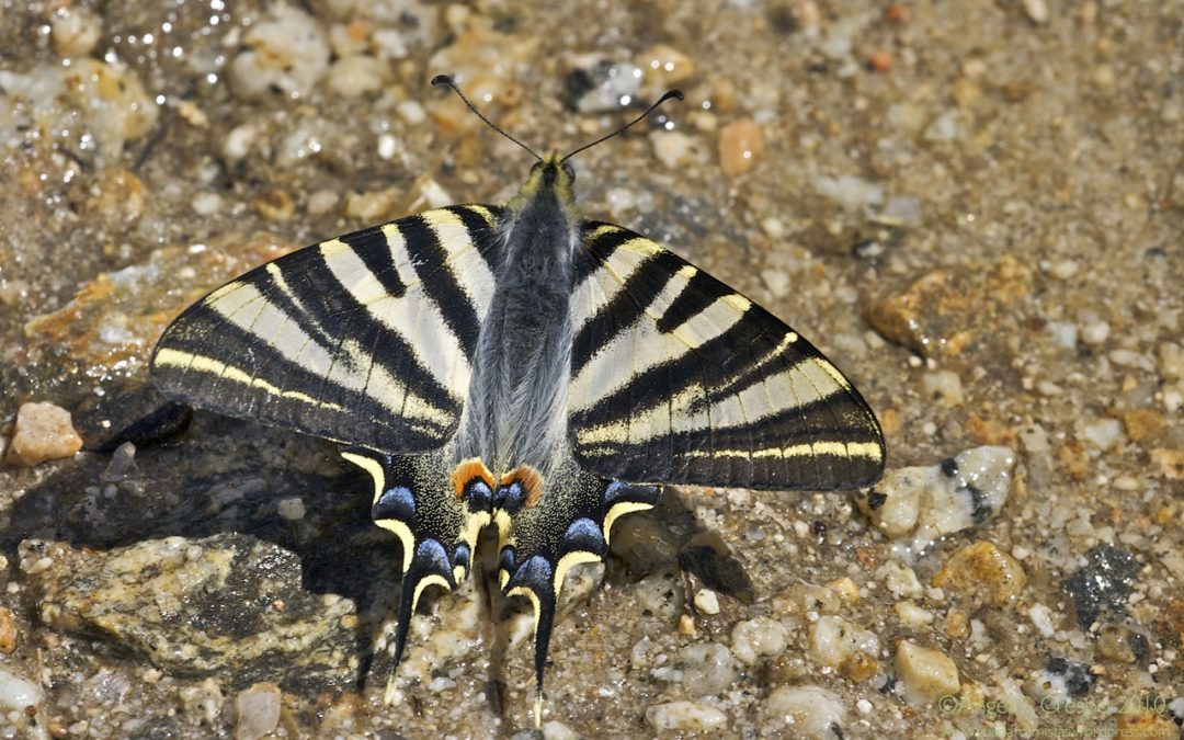 Iphiclides feisthamelii (Chupaleche)