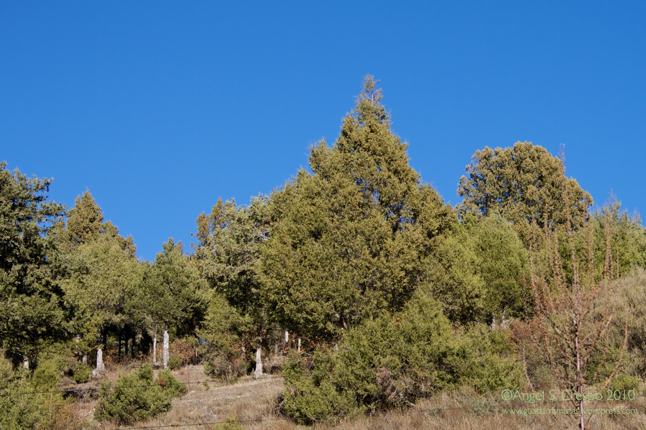 Juniperus thurifera.