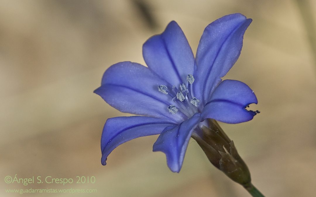 Aphyllanthes monspeliensis (Junquillo azul)