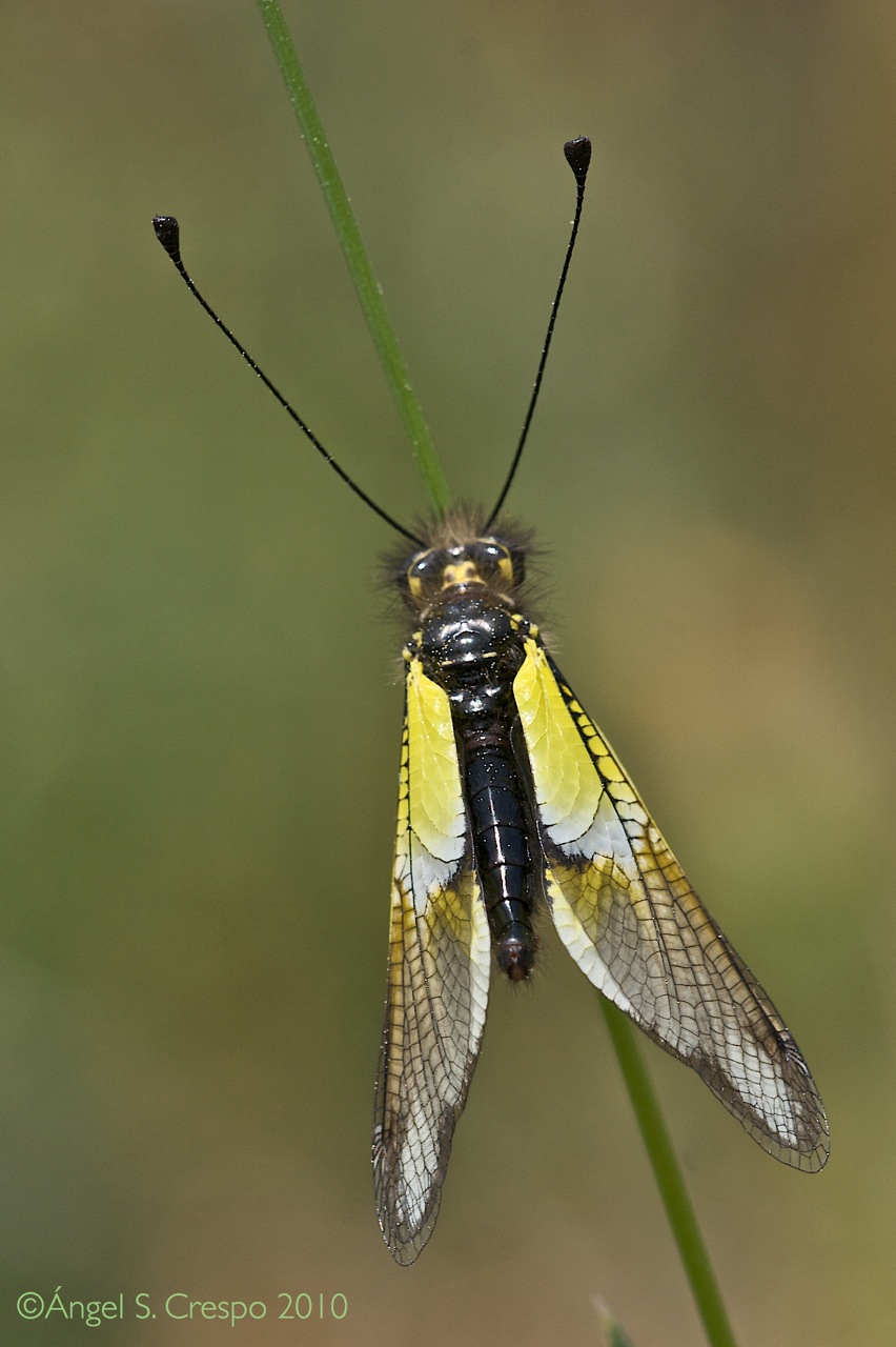 Libelloides baeticus