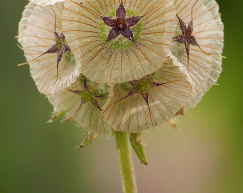 Lomelosia simplex. Botón de soldado, farolillo, cardete