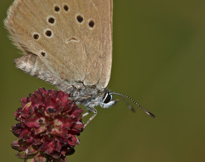 Maculinea nausithous: una mariposa con guardería en un hormiguero