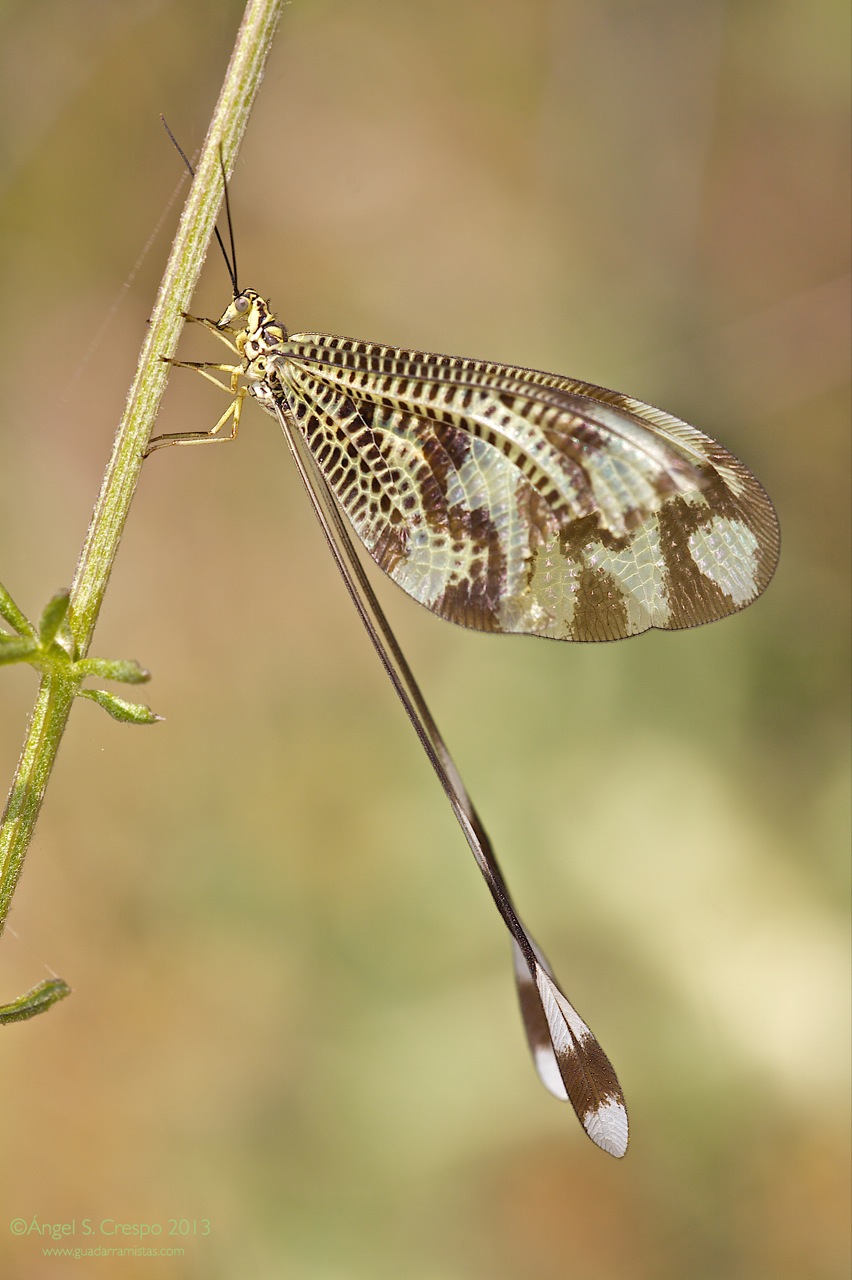 N. bipennis (vista lateral)
