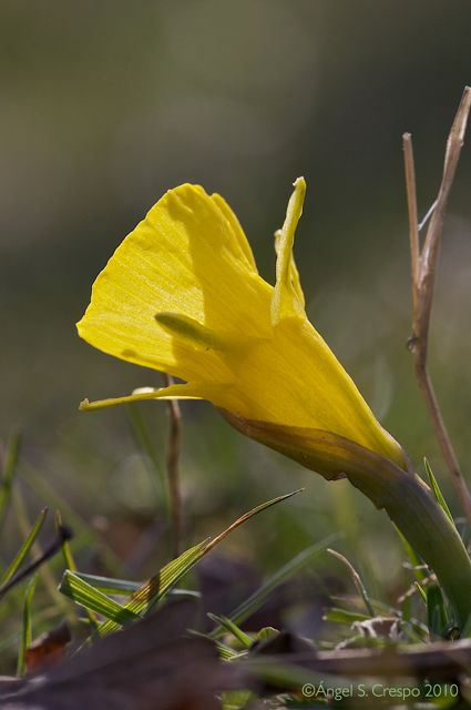 Narcissus bulbocodium.