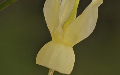 Narcissus triandrus subsp. pallidulus (Narciso pálido)