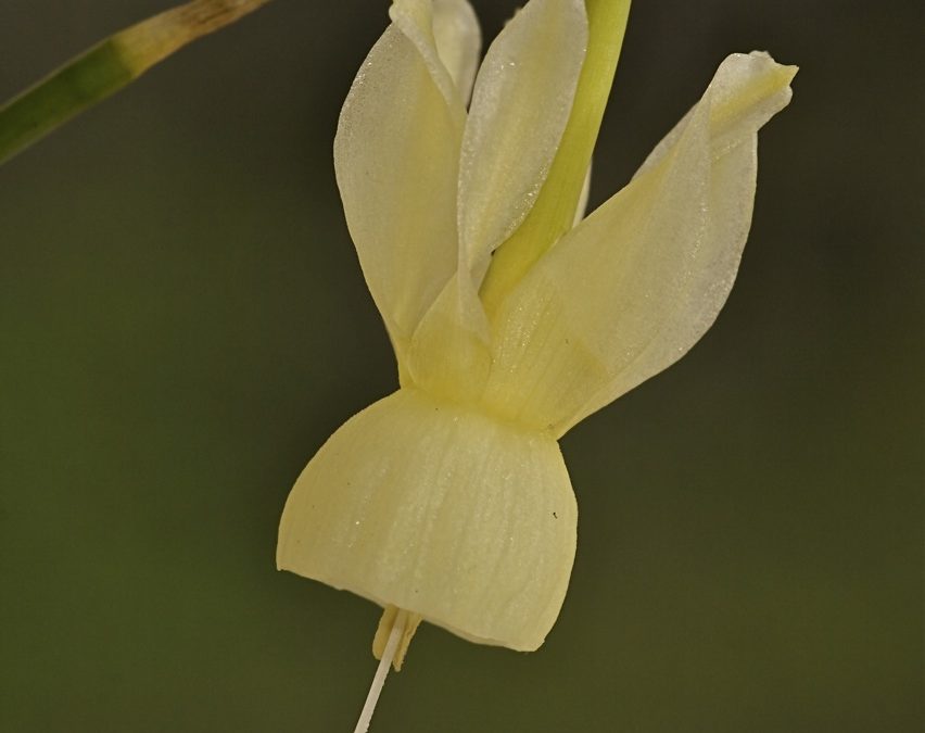 Narcissus triandrus subsp. pallidulus (Narciso pálido)