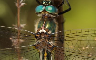 Oxygastra curtisii en Madrid, una libélula sorprendente