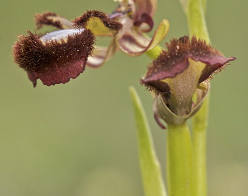 Ophrys speculum (Orquídea del espejo)