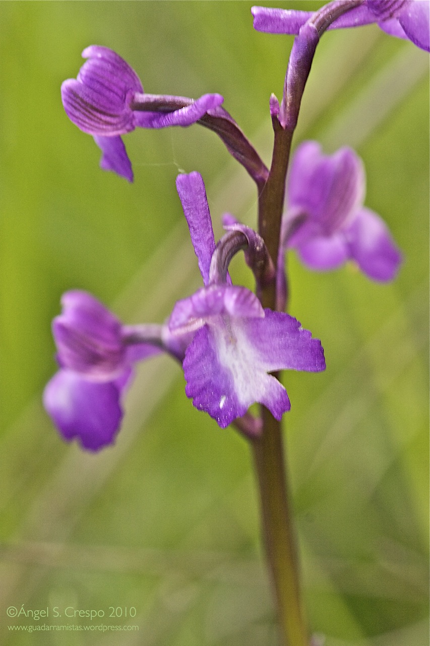 Orchis champagneuxii.
