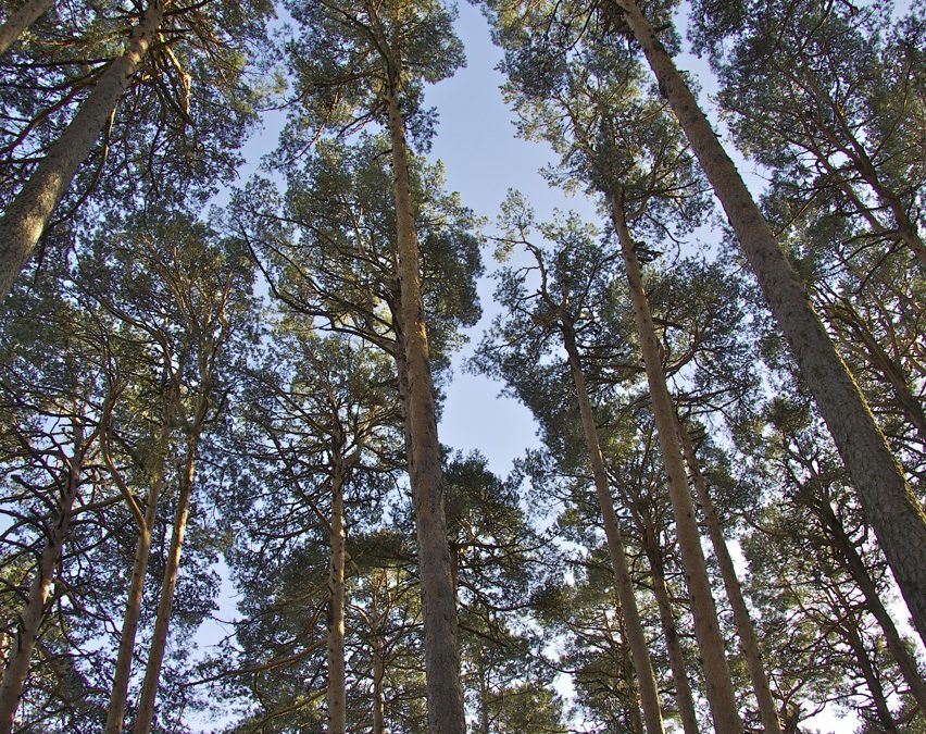 Pinus sylvestris (Pino de Valsaín, Pino silvestre o Pino albar)