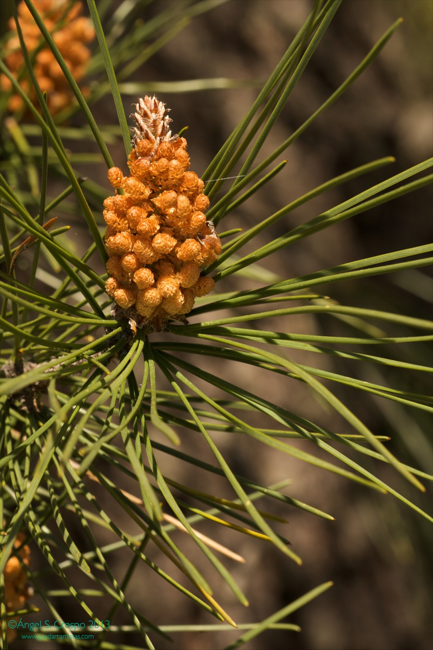 Pinus pinaster.