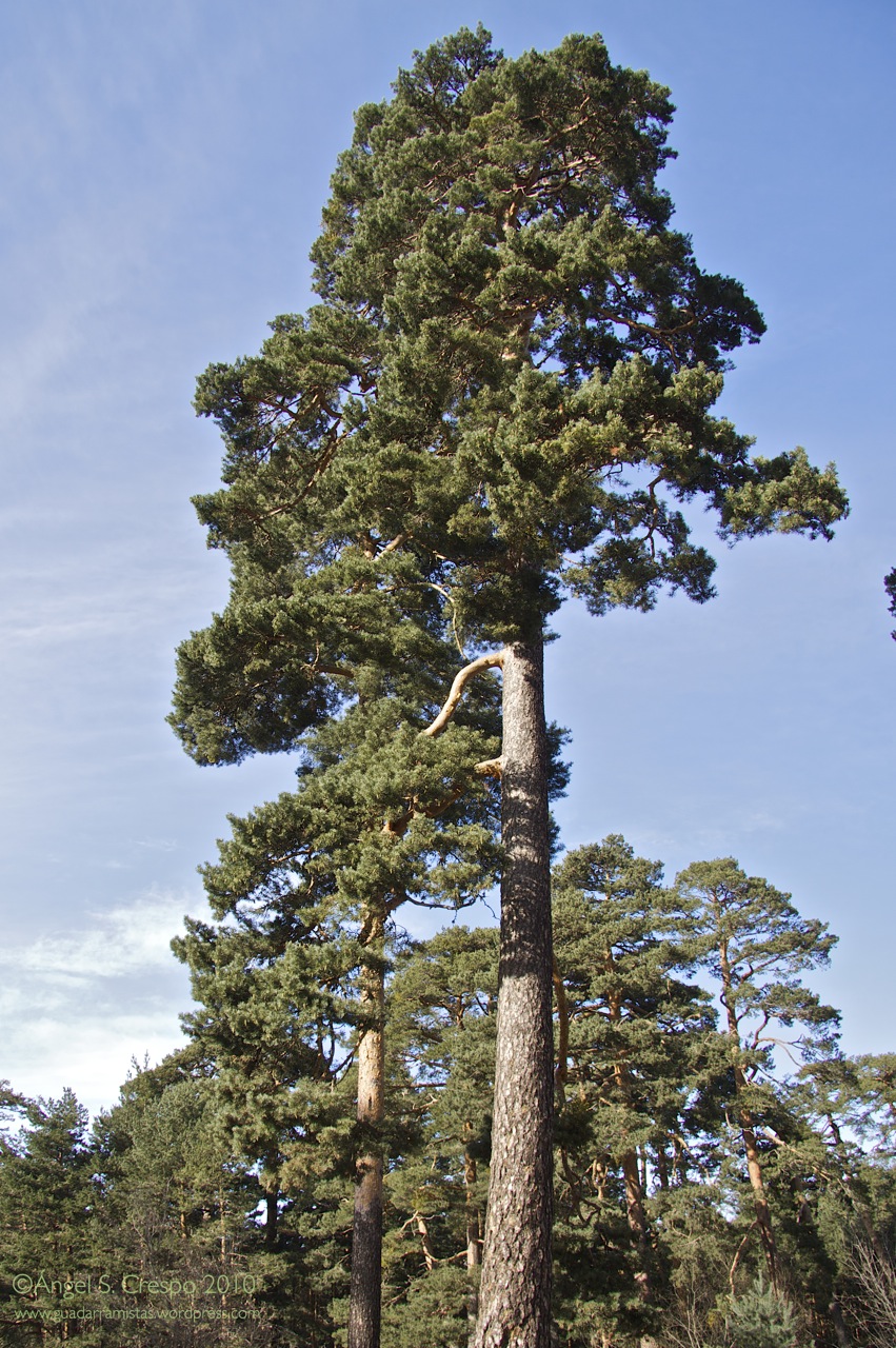 Pinus sylvestris.