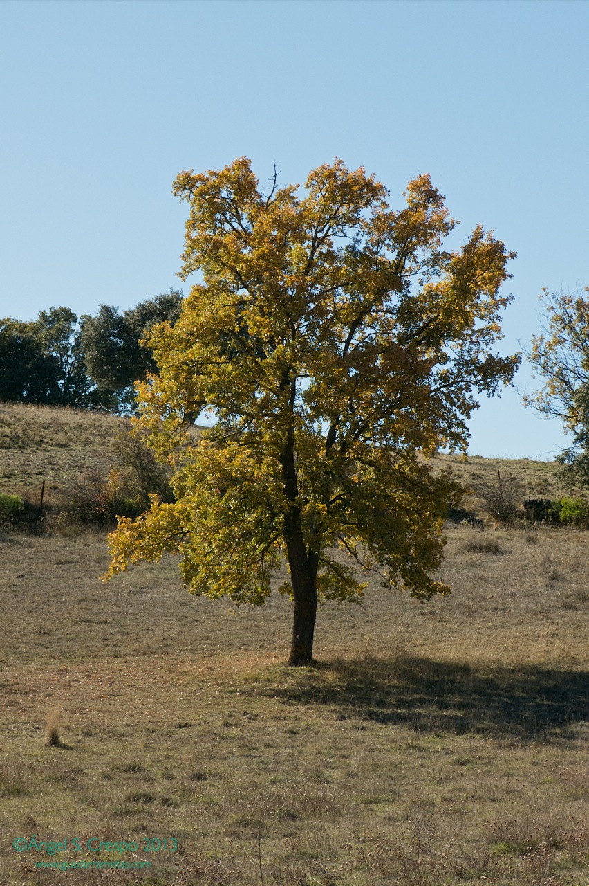 Quercus faginea.