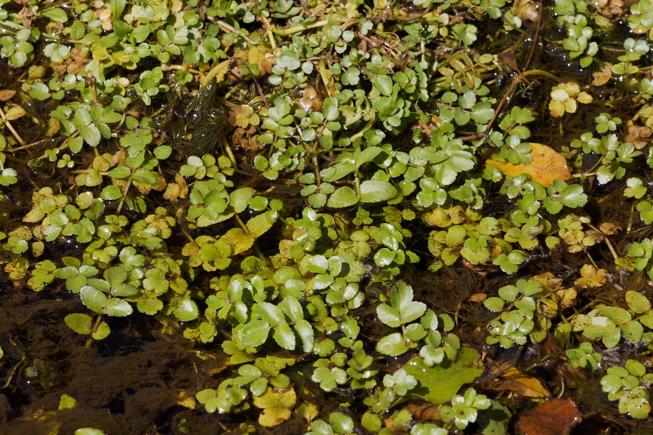 Rorippa nasturtium aquaticum.