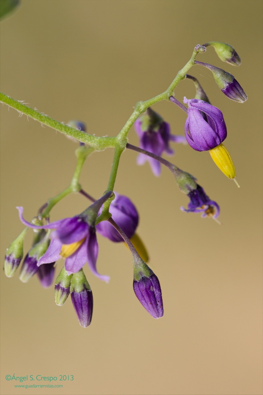 Solanum dulcamara. Flores.